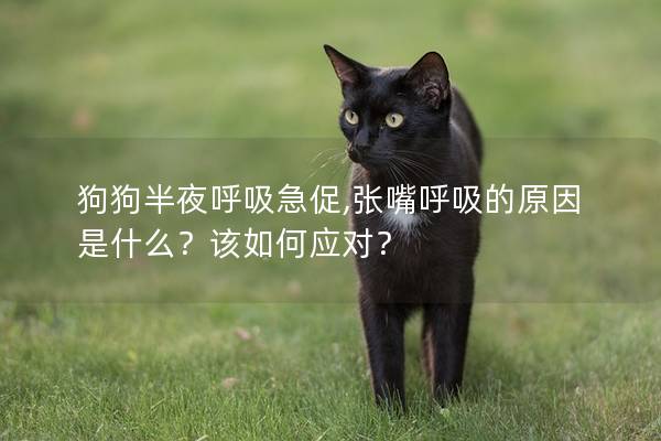 狗狗半夜呼吸急促,张嘴呼吸的原因是什么？该如何应对？