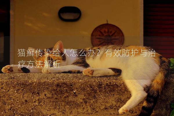 猫癣传染给人怎么办？有效防护与治疗方法解析