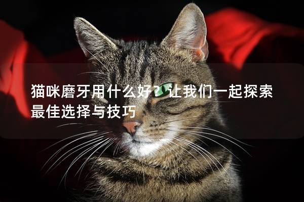 猫咪磨牙用什么好？让我们一起探索最佳选择与技巧