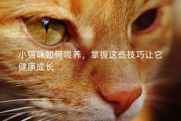 小猫咪如何喂养，掌握这些技巧让它健康成长