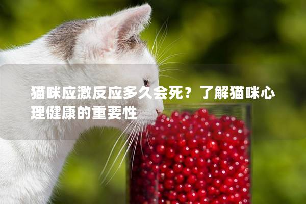 猫咪应激反应多久会死？了解猫咪心理健康的重要性