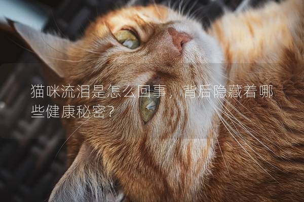 猫咪流泪是怎么回事，背后隐藏着哪些健康秘密？