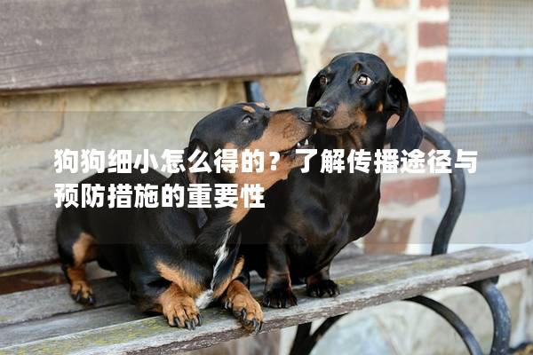 狗狗细小怎么得的？了解传播途径与预防措施的重要性