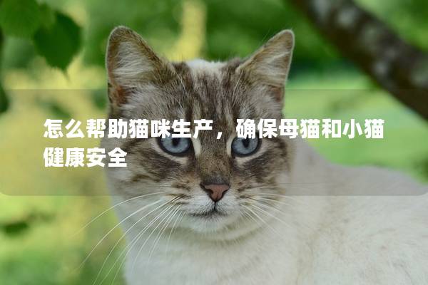 怎么帮助猫咪生产，确保母猫和小猫健康安全