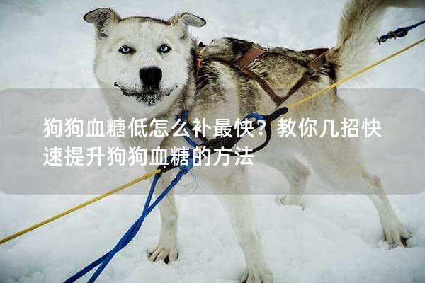 狗狗血糖低怎么补最快？教你几招快速提升狗狗血糖的方法