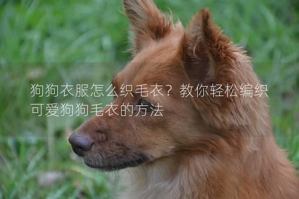 狗狗衣服怎么织毛衣？教你轻松编织可爱狗狗毛衣的方法