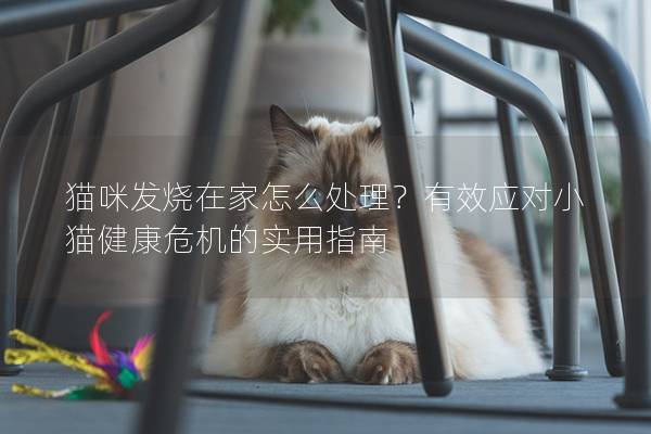 猫咪发烧在家怎么处理？有效应对小猫健康危机的实用指南