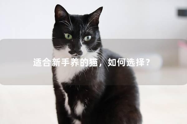 适合新手养的猫，如何选择？