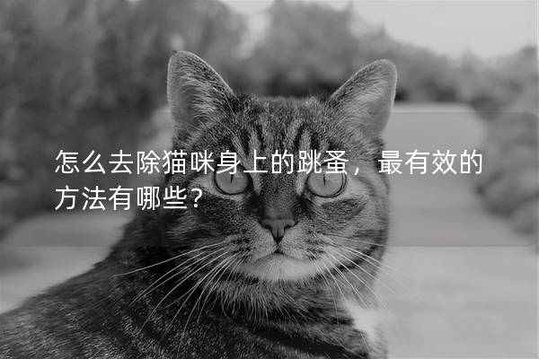 怎么去除猫咪身上的跳蚤，最有效的方法有哪些？