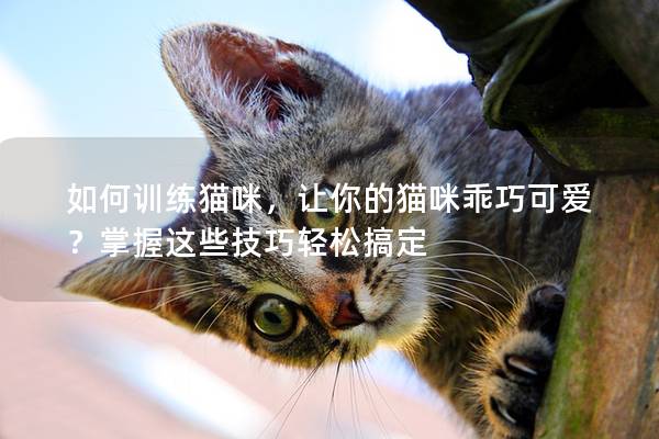 如何训练猫咪，让你的猫咪乖巧可爱？掌握这些技巧轻松搞定