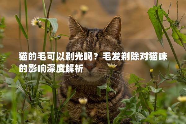 猫的毛可以剃光吗？毛发剃除对猫咪的影响深度解析