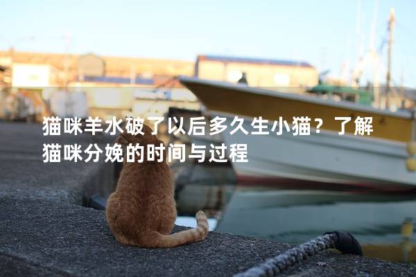 猫咪羊水破了以后多久生小猫？了解猫咪分娩的时间与过程