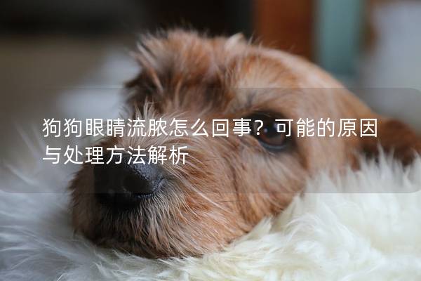 狗狗眼睛流脓怎么回事？可能的原因与处理方法解析