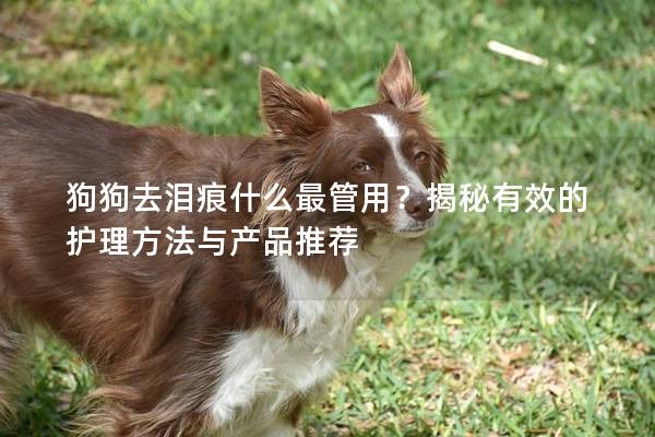 狗狗去泪痕什么最管用？揭秘有效的护理方法与产品推荐