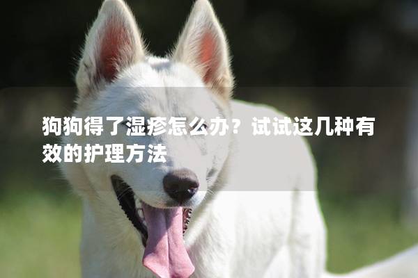 狗狗得了湿疹怎么办？试试这几种有效的护理方法