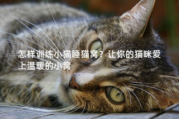 怎样训练小猫睡猫窝？让你的猫咪爱上温暖的小窝