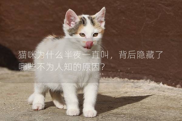 猫咪为什么半夜一直叫，背后隐藏了哪些不为人知的原因？