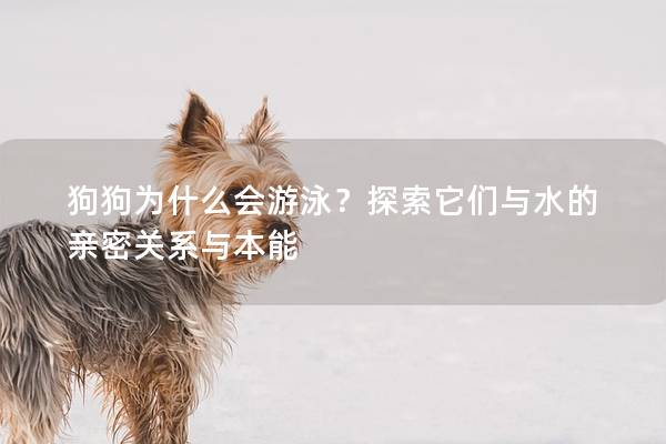 狗狗为什么会游泳？探索它们与水的亲密关系与本能