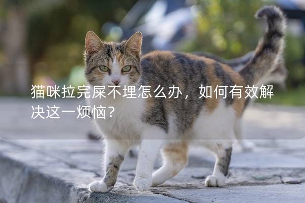 猫咪拉完屎不埋怎么办，如何有效解决这一烦恼？