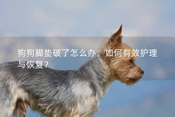 狗狗脚垫破了怎么办，如何有效护理与恢复？