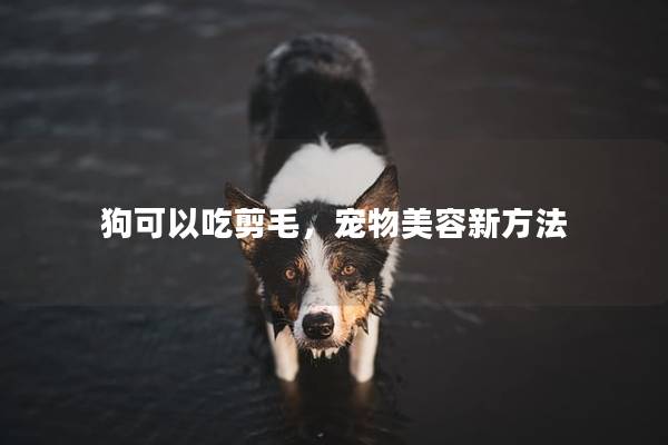 狗可以吃剪毛，宠物美容新方法