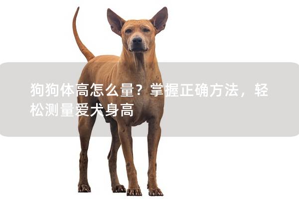 狗狗体高怎么量？掌握正确方法，轻松测量爱犬身高