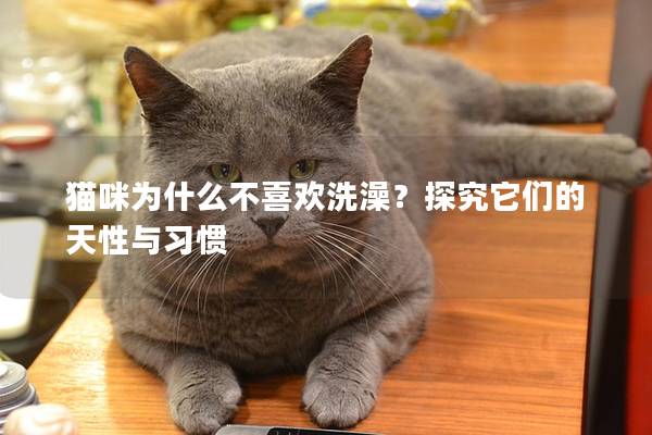 猫咪为什么不喜欢洗澡？探究它们的天性与习惯