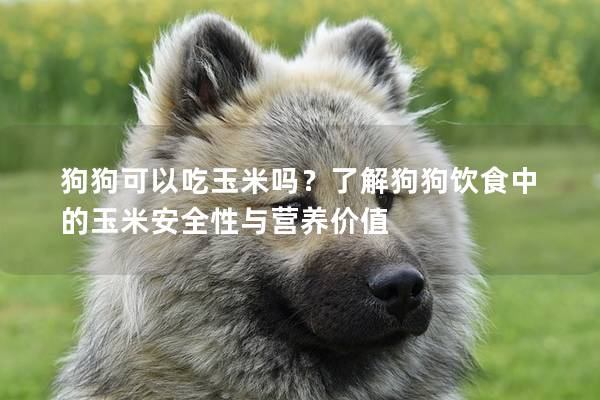 狗狗可以吃玉米吗？了解狗狗饮食中的玉米安全性与营养价值