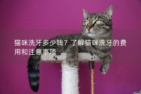 猫咪洗牙多少钱？了解猫咪洗牙的费用和注意事项