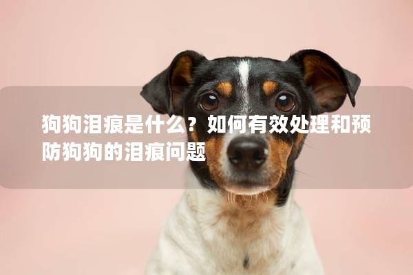 狗狗泪痕是什么？如何有效处理和预防狗狗的泪痕问题