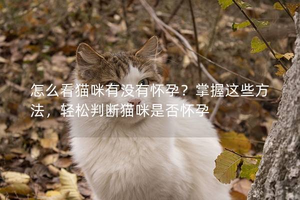 怎么看猫咪有没有怀孕？掌握这些方法，轻松判断猫咪是否怀孕