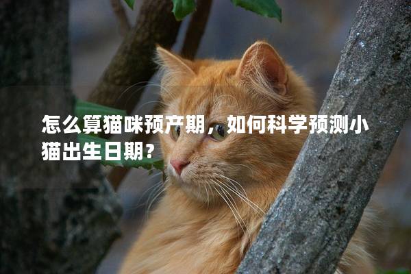 怎么算猫咪预产期，如何科学预测小猫出生日期？