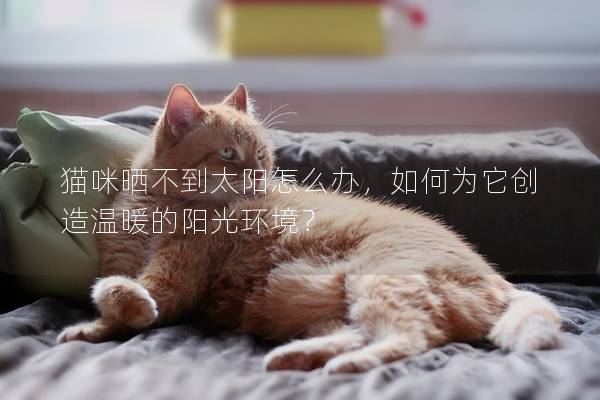 猫咪晒不到太阳怎么办，如何为它创造温暖的阳光环境？