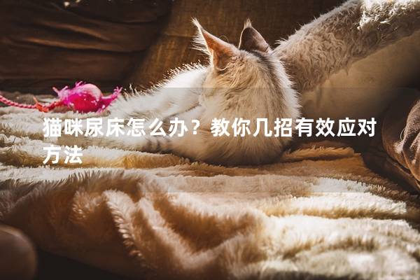 猫咪尿床怎么办？教你几招有效应对方法