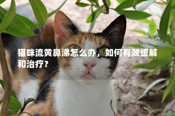 猫咪流黄鼻涕怎么办，如何有效缓解和治疗？