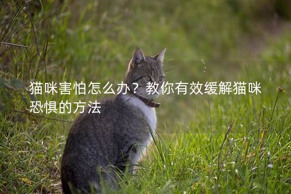 猫咪害怕怎么办？教你有效缓解猫咪恐惧的方法