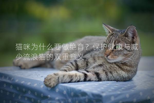 猫咪为什么要做绝育？保护健康与减少流浪猫的双重意义