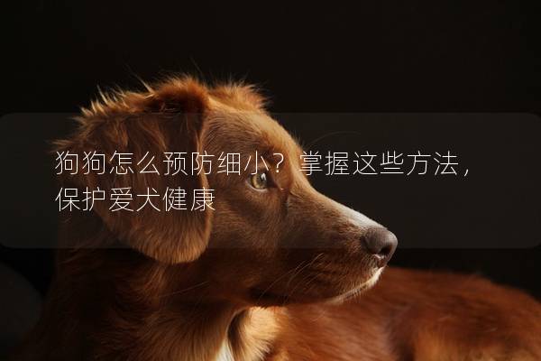 狗狗怎么预防细小？掌握这些方法，保护爱犬健康