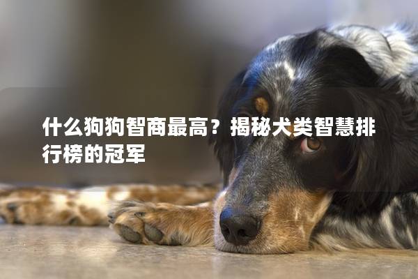 什么狗狗智商最高？揭秘犬类智慧排行榜的冠军