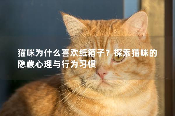 猫咪为什么喜欢纸箱子？探索猫咪的隐藏心理与行为习惯