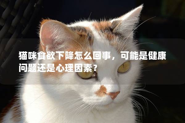 猫咪食欲下降怎么回事，可能是健康问题还是心理因素？