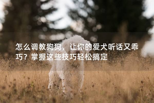 怎么调教狗狗，让你的爱犬听话又乖巧？掌握这些技巧轻松搞定