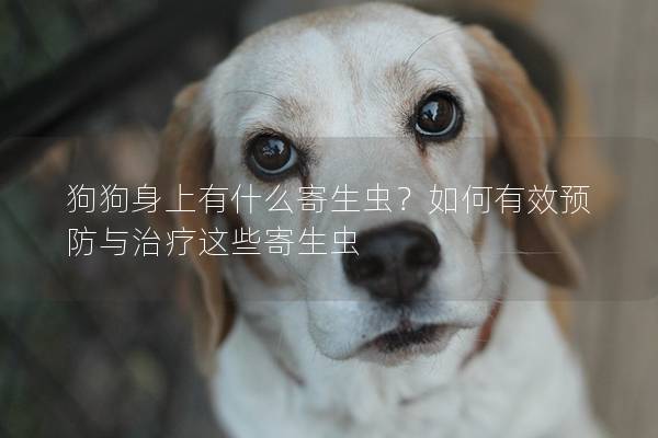 狗狗身上有什么寄生虫？如何有效预防与治疗这些寄生虫