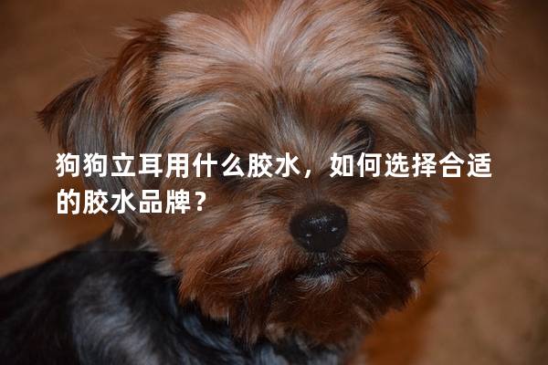 狗狗立耳用什么胶水,如何选择合适的胶水品牌?