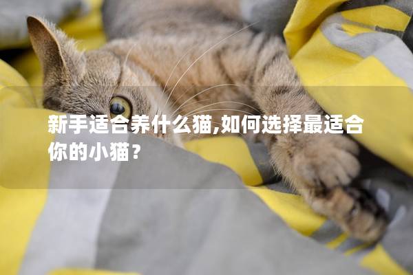 新手适合养什么猫,如何选择最适合你的小猫？