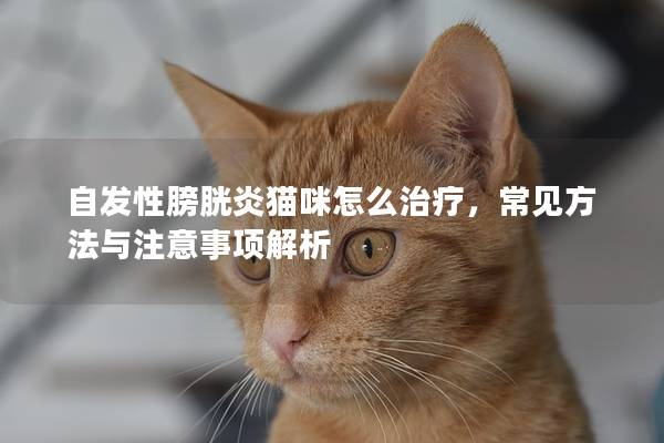 自发性膀胱炎猫咪怎么治疗，常见方法与注意事项解析