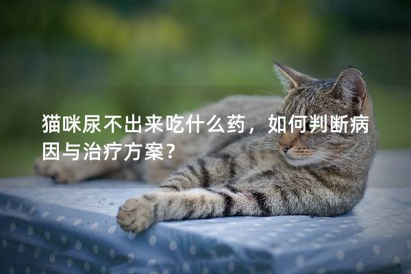 猫咪尿不出来吃什么药，如何判断病因与治疗方案？