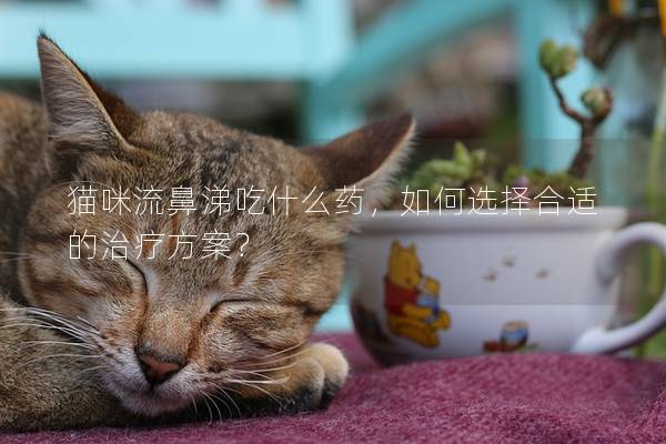 猫咪流鼻涕吃什么药，如何选择合适的治疗方案？