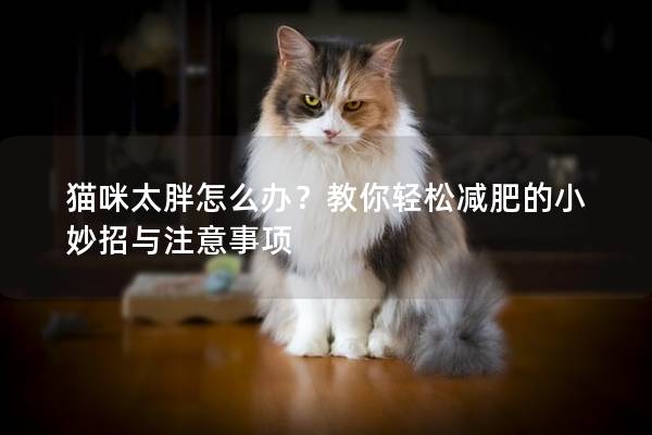 猫咪太胖怎么办？教你轻松减肥的小妙招与注意事项