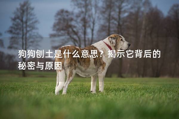 狗狗刨土是什么意思？揭示它背后的秘密与原因